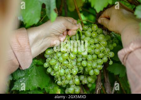 Hände einer älteren Frau, pflücken reife Trauben aus einem Zweig. Stockfoto