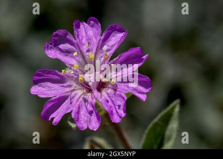 Die violette Blüte der Allionia Incarnata, auch die nachlaufende O'Clock-Rebe von 4 genannt. Diese ist in Arizona beheimatet. Stockfoto