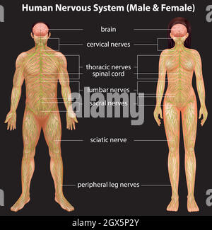 Menschliches Nervensystem Stock Vektor