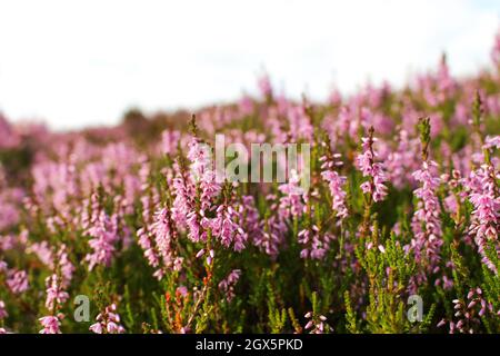 Heather in den schottischen Highlands Stockfoto