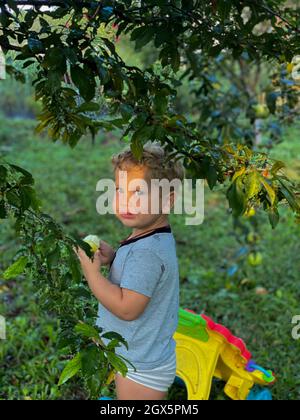 Junge in einem grauen T-Shirt frisst einen grünen Apfel im Garten Stockfoto