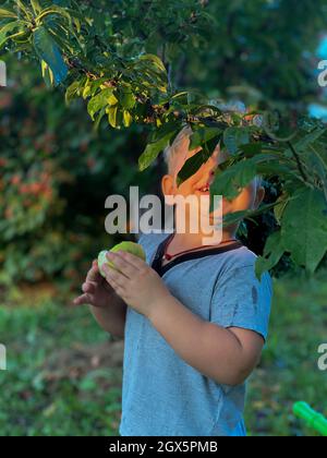 Junge in einem grauen T-Shirt frisst einen grünen Apfel im Garten Stockfoto