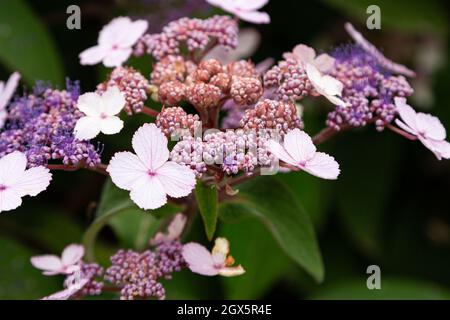 In einem englischen Garten werden rosa Hortensien gezeigt Stockfoto