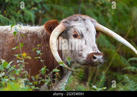 Nahaufnahme eines braunen und weißen englischen Longhorn-Viehs, das im Freien isoliert ist und auf wildem britischem Heidegebiet herumstreift. Stockfoto