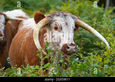 Nahaufnahme eines braunen und weißen englischen Longhorn-Viehs, das im Freien auf wildem, britischem Heide herumstreift. Stockfoto