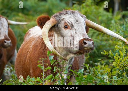 Nahaufnahme eines braunen und weißen englischen Longhorn-Viehs, das im Freien auf wildem, britischem Heide herumstreift. Stockfoto