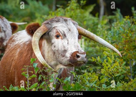 Nahaufnahme von braunen und weißen englischen Langhornrindern, die im Freien auf wildem britischem Heidegebiet herumlaufen. Stockfoto