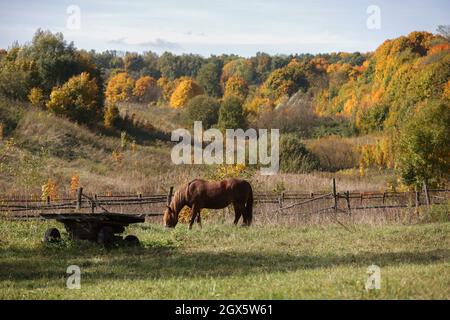 Neben einem alten Holzkarren grast ein braunes Pferd vor dem Hintergrund eines Herbstwaldes und einer Schlucht Stockfoto