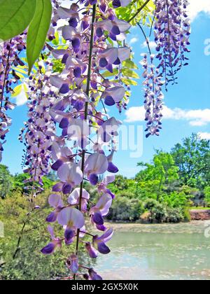 Lila Wisteria hängt am 4. November 2004 in der Nähe einer heißen Quelle im Kuirau Park in Rotorua, Neuseeland. Stockfoto