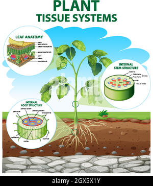 Diagramm mit Tissue-Systemen der Anlage Stock Vektor