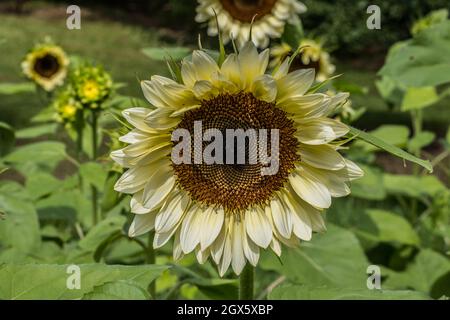 Ein perfekt schönes Weiß mit gelber Sonnenblume, das an einem sonnigen, heißen Tag im Sommer vollständig auf einem Bauernfeld geöffnet wurde Stockfoto