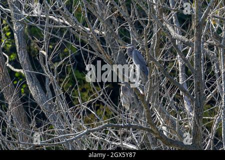 Zwei junge, große blaue Reiher, die auf einem Baum sitzen Stockfoto