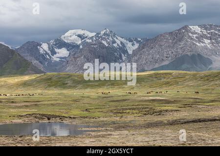 Hochgebirgstal grüne Weide Stockfoto