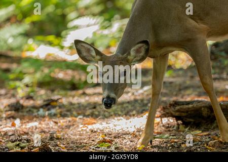Der Weißschwanzhirsch oder Virginia-Hirsch im Herbstwald. Stockfoto