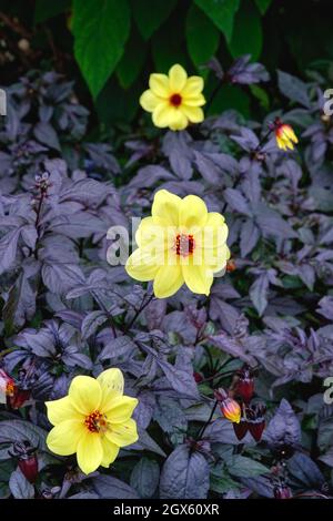 Nahaufnahme der Dahlia Knockout Blütenkopf in voller Blüte gegen dunkles Laub Stockfoto