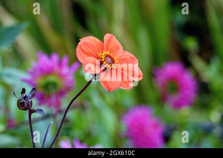 Nahaufnahme der orange-roten Blume des Bischofs von Oxford Dahlia Stockfoto