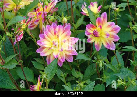 Nahaufnahme der zweifarbigen Blume des Dahlia Pazifischen Ozeans Stockfoto