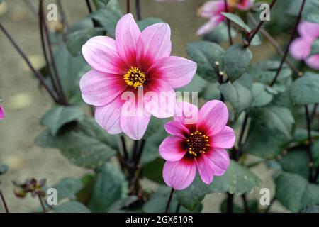 Nahaufnahme der rosa-roten Blume der Dahlia Wishes and Dreams Stockfoto