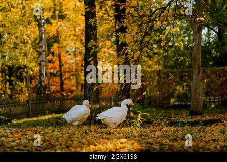 Zwei weiße Gänse, die im Herbst wandern. Goldenes Sonnenlicht scheint durch Bäume. Hinterleuchtete Blätter leuchten im Hintergrund in wunderschönen Herbstfarben. Stockfoto