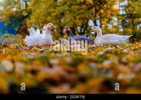 Gruppe von weißen und braunen Gänsen, die auf bunten Herbstblättern sitzen. Low-Angle-Ansicht, Nahaufnahme, Kopierbereich. Stockfoto