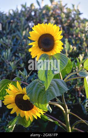 Nahaufnahme von zwei Sonnenblumen, Helianthus in voller Blüte in einem Garten Großbritannien Stockfoto