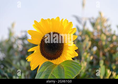 Nahaufnahme einer Sonnenblume, Helianthus in voller Blüte in einem Garten Großbritannien Stockfoto