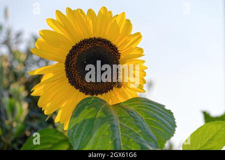 Nahaufnahme einer Sonnenblume, Helianthus in voller Blüte in einem Garten Großbritannien Stockfoto