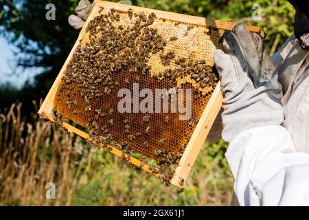 Teilansicht eines Bienenvölker-Haltrahmens mit Bienen auf Waben im Freien Stockfoto