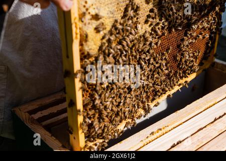 Teilansicht des Imkers, der in der Nähe des Bienenstockes einen unscharfen Wabenrahmen mit Bienen und Honig hält Stockfoto