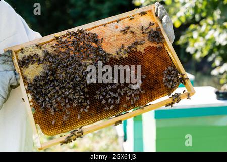 Teilansicht des Imkers in Schutzhandschuhen, die den Wabenrahmen mit Bienen halten Stockfoto