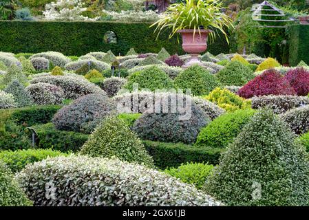 Gemischte immergrüne Sträucher im Parterre Walled Garden im RHS Wisley Garden Surrey England UK Stockfoto