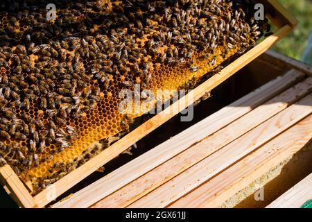 Wabenrahmen mit Bienen und Honig auf dem Bienenstock Stockfoto
