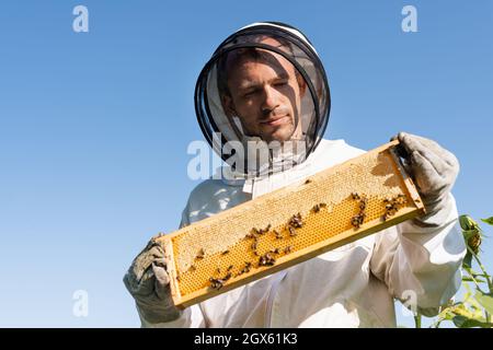 Niedrige Ansicht des Imkers im Schutzanzug, der den Wabenrahmen mit den Bienen gegen den blauen Himmel hält Stockfoto