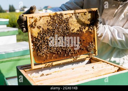 Beschnittene Ansicht eines Bienenvechtschleikers in Schutzhandschuhen, die den Wabenrahmen in der Nähe des Bienenstocks halten Stockfoto
