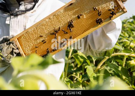 Teilansicht eines apiaristischen Haltrahmens mit Waben und Bienen im unscharfen Vordergrund Stockfoto