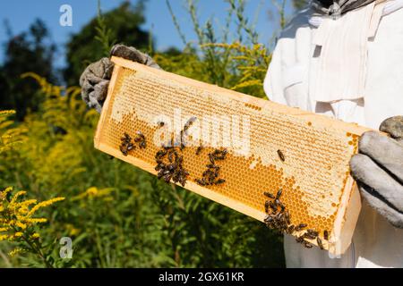 Beschnittene Ansicht eines Bienenvölker, der einen Wabenrahmen mit Bienen auf einem blühenden Feld hält Stockfoto