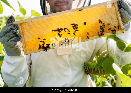 Beschnittene Ansicht eines lächelnden Apiarismus, der einen Wabenrahmen mit Bienen in der Nähe von Sonnenblumen hält Stockfoto