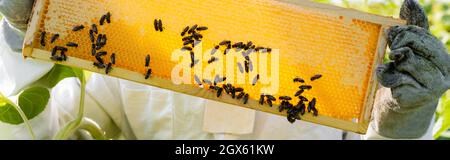 Teilansicht des Imkers mit Wabenrahmen und Bienen, Banner Stockfoto