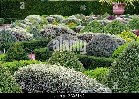 Gemischte immergrüne Sträucher im Parterre Walled Garden im RHS Wisley Garden Surrey England UK Stockfoto