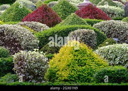 Gemischte immergrüne Sträucher im Parterre Walled Garden im RHS Wisley Garden Surrey England UK Stockfoto