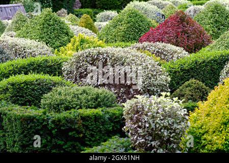 Gemischte immergrüne Sträucher im Parterre Walled Garden im RHS Wisley Garden Surrey England UK Stockfoto
