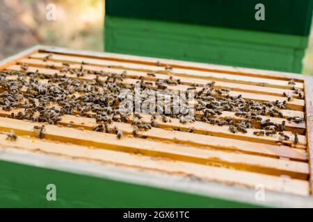 Selektiver Fokus von Honigbienen Schwarm auf Wabenrahmen Stockfoto