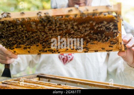 Beschnittene Ansicht des Bienenmeisters, der verschwommene Waben mit Bienen und Honig auf dem Bienenstock hält Stockfoto