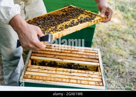 Teilansicht des Imkers, der Schaber und Rahmen mit Wabe und Bienen auf dem Bienenstock hält Stockfoto