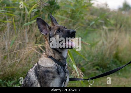 Ein verspielter, vier Monate alter Schäferhund. Grünes Gras im Hintergrund Stockfoto