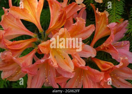 Japanische Azaleen mit orangen Blüten im Garten, im Freien. Rhododendron molle subsp. Japonicum. Horizontales Foto. Stockfoto