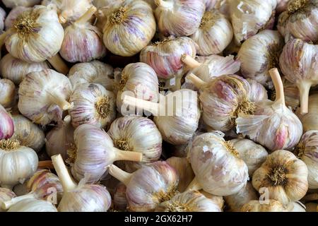 Knoblauch (Allium sativum) ist eine bauchblühende Pflanze der Zwiebelgattung Allium. Roter russischer Knoblauch ist eine Hardeck-Sorte von Knoblauch. Stockfoto