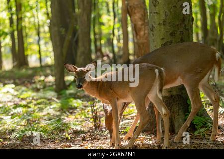 Der Weißschwanzhirsch oder Virginia-Hirsch im Herbstwald. Stockfoto