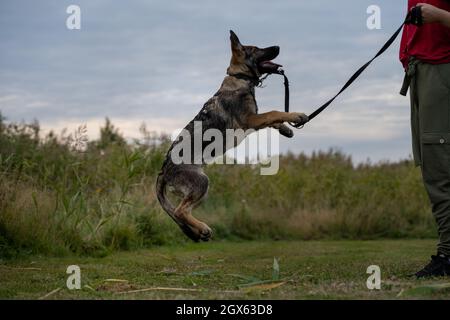 Ein verspielter, vier Monate alter Schäferhund. Grünes Gras im Hintergrund Stockfoto