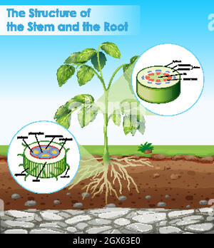 Diagramm mit Struktur von Stamm und Wurzel Stock Vektor